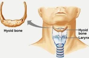 Jazylka uložena vpředu v krčním svalstvu, v úhlu mezi spodinou ústní a hltanem, na přední ploše obratlových těl C3-C4 skládá se z těla a dvou párů rohů tělo uloženo transverzálně vpředu, velké rohy
