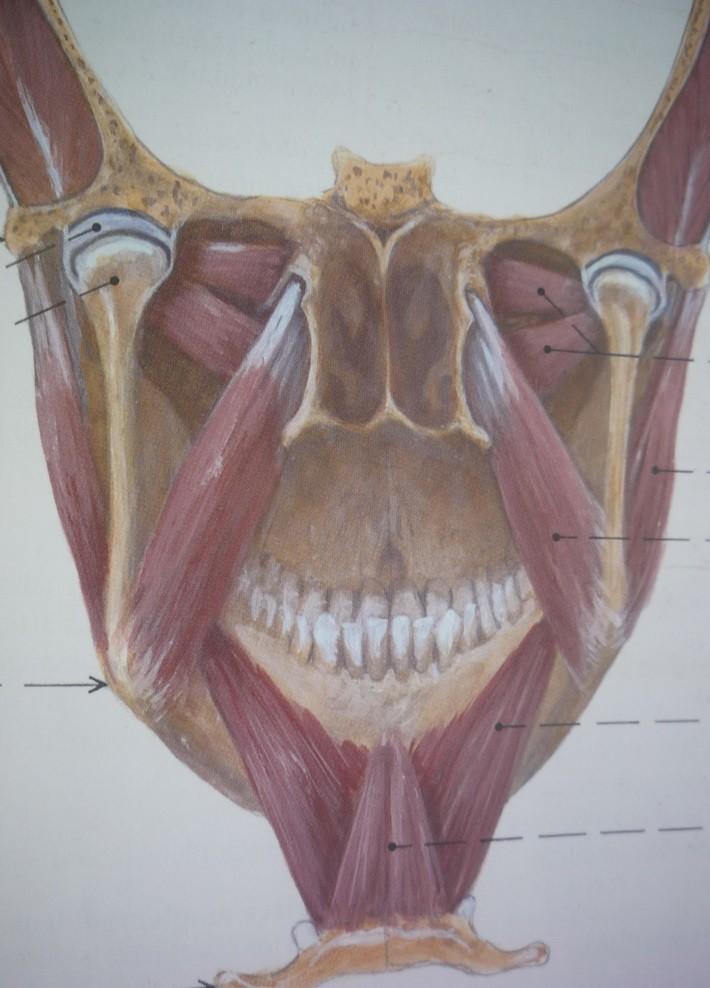 M. PTERYGOIDEUS MEDIALIS, bolest uvnitř úst silný oploštělý sval ve fossa infratemporalis Z1: fossa pterygoidea - silnější a hlubší Z2: tuber maxilae - povrchovější a slabší Snopce