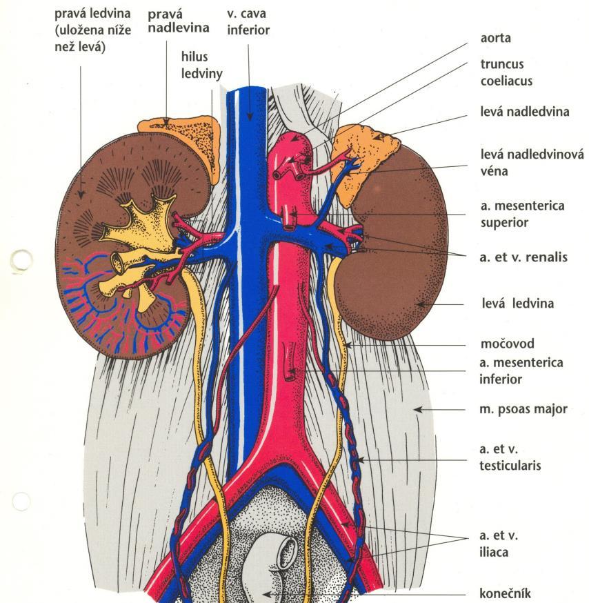 1 TEORETICKÁ ČÁST 1.1 Anatomie Ledviny jsou párovým orgánem, průměrně dosahují hmotnosti 120 g, měří 12 x 6 x 3 cm. Tvarově se podobají fazolím, mají červenohnědé zbarvení a pružnou soudržnost.