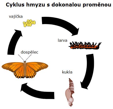 bodavě sací ústrojí