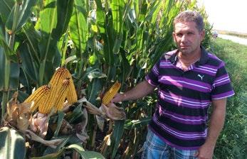 Jozef Štefanka, agronóm Šľachtiteľská stanica Horná Streda, a.s. Tento rok sme sa opäť rozhodli pre kukuricu na zrno od firmy Pioneer. Zasiali sme hybrid PR37N01 na 360 ha.