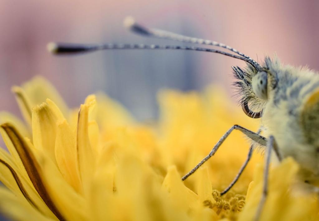 15, 80 Lapač octomilek a much Fly Stick