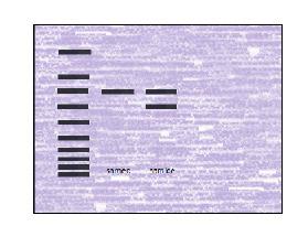 MOLEKULÁRNÍ METODY PRO STŘEDNÍ ŠKOLY ÚVOD Molekulární genetika je obor zabývající se studiem buněčných biologických procesů na molekulární úrovni.