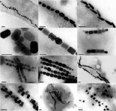 Produkce magnetických nanočástic bakteriemi - MTB gram negativní bakterie (koky, spirila, tyčinky) - MTB produkují spec.