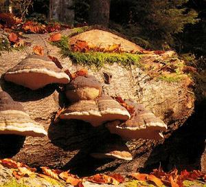 Fomes fomentarius - troudnatec kopytovitý (herbářová položka)