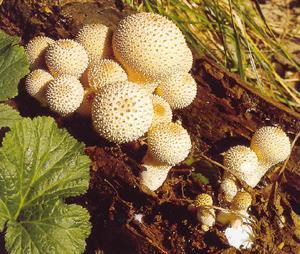 Lycoperdon perlatum pýchavka obecná hojně,