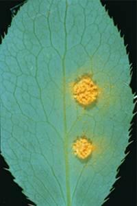 Puccinia graminis rez travní (herbářové položky + trvalý