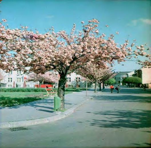 zeleň, pôvodné