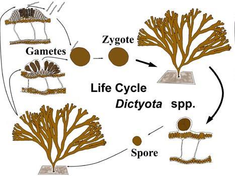 Dictyota