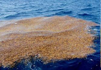 Sargassum