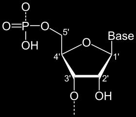 -lecture-15/> [cit. 2013-05-06]. 2.1.1. Cytostatika poškozující na úrovni DNA 2.1.1.1. Inhibice biosyntézy nukleových kyselin Látky působící tímto mechanismem se strukturálně podobají přirozeným metabolitům, proto se nazývají analoga nebo podle způsobu účinku antimetabolity.