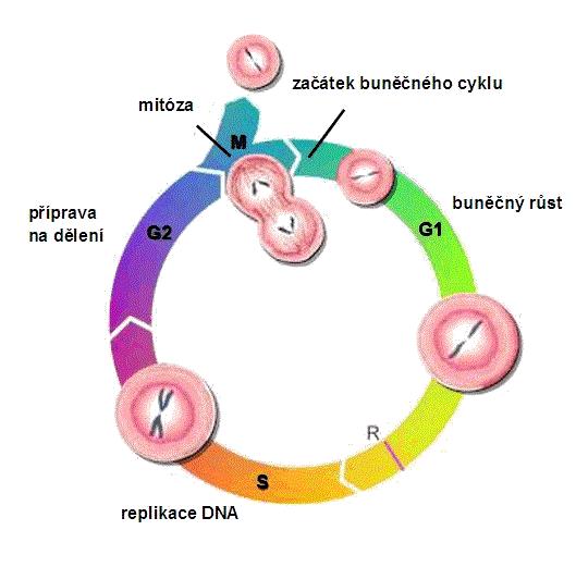 Obr.5: Buněčný cyklus [online]. Dostupné z: <http://www.daviddarling.info/encyclopedia/c/cell_cycle.html> [cit. 2013-05-06]. K těmto organelám patří mitochondrie a chloroplasty.