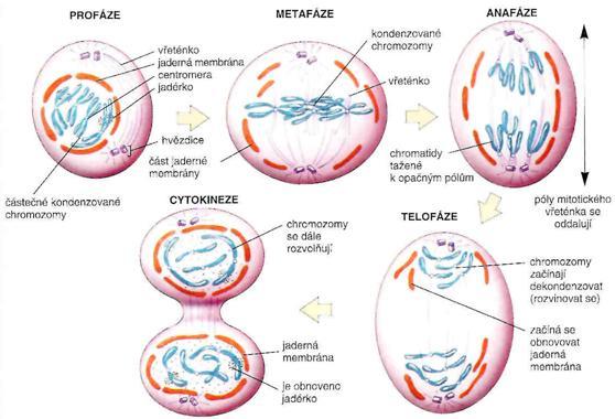Nastupuju děj zvaný cytokineze rozdělení cytoplazmy a jejích součástí mezi dvě dceřiné buňky. Dojde k vytvoření dělící rýhy a k získání kompletní a identické sady chromosomů pro obě dceřiné buňky.