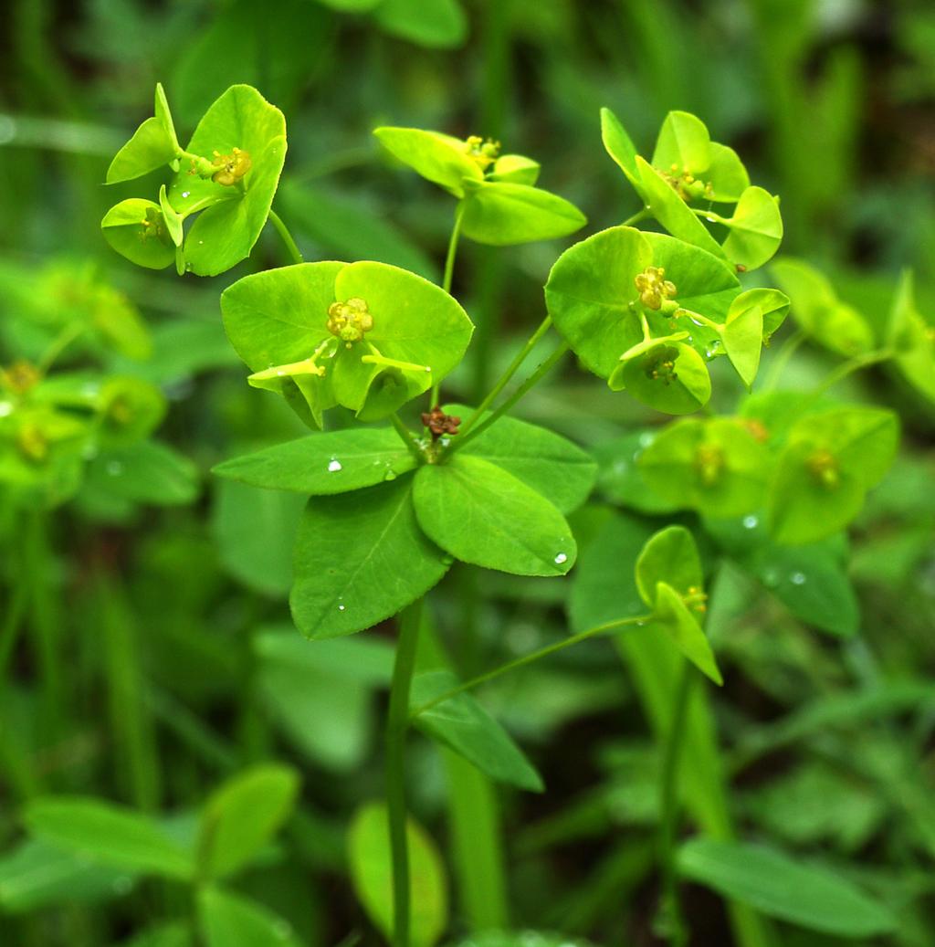 Přestože jde formálně o mezofytní území, je v jeho flóře zastoupeno množství teplomilných prvků, jako pryšec hranatý (Euphorbia angulata), hvězdnice chlumní (Aster amellus), třešeň křovitá (Prunus