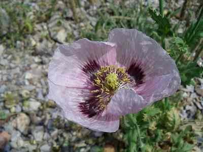 (Papaver)