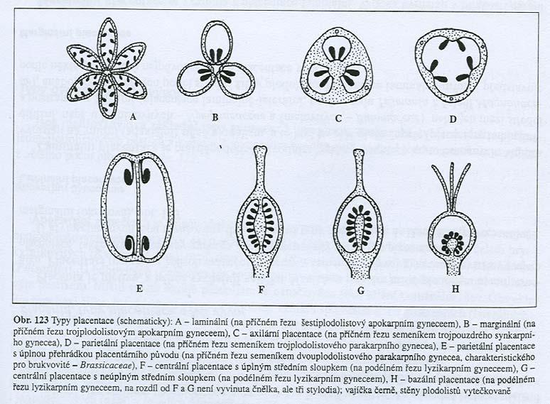 apokarpní synkarpní laminální marginální