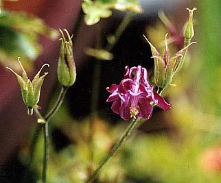 nejpůvodnější typ plodu Helleborus