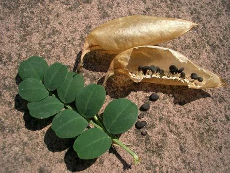 chlopněmi Robinia