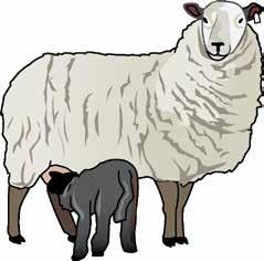 Ovce Cíle hodiny: Zopakovat si látku obsaženou v předchozích úrovních. Pochopit základní životní procesy spojené se zvířaty, jako krmení a chov.