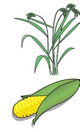 Důležitou plodinou, dovezenou před lety do České republiky, je kukuřice. Mezi obiloviny patří také rýže či proso. Rýže se v České republice nepěstuje, je to však důležitá obilovina.