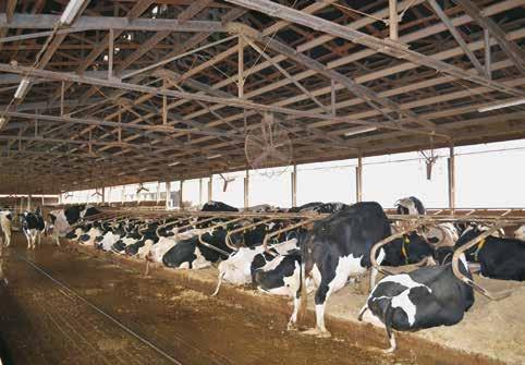 Foto archiv MZe (CSV) Nadojené mléko se buď odváží do mlékáren, nebo se zpracovává přímo na farmě, kde se nadojilo.
