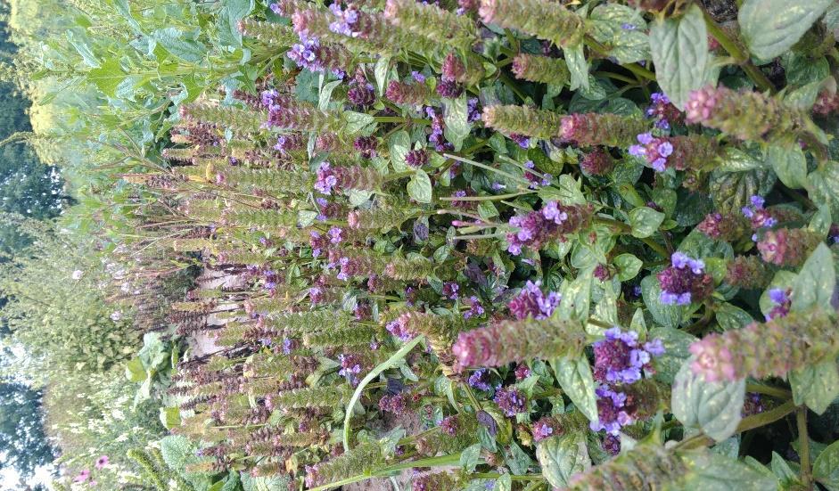 Zástupcem na suchých lukách může být Hyssopus officinalis, na mezofilních Prunella