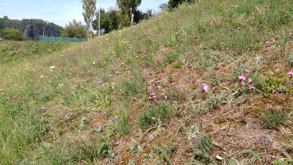 VYUŽITÍ U OKOLNÍCH PLOCH GOLFOVÝCH HŘIŠŤ VYUŽITÍ NA REKULTIVOVANÝCH PLOCHÁCH V okolí golfového hřiště se využívá květnatá louka, která vytváří jemnější přestup do okolní krajiny.