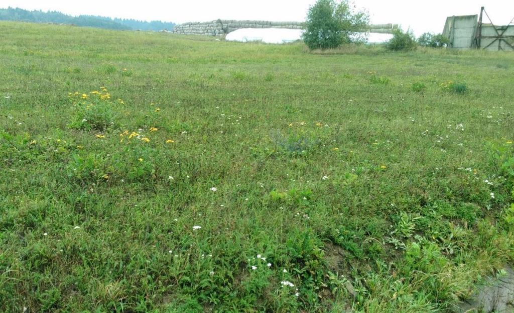 VYUŽITÍ NA HOSPODÁŘSKÝCH PLOCHÁCH PASTVINY Na hospodářských plochách se nejčastěji druhově pestrá společenstva nevyužívaly.