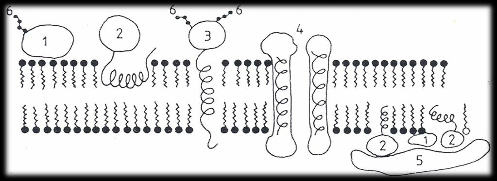 1) periferní bílkoviny 2) zanořené integrální bílkoviny 3) procházející integrální bílkoviny 4) vznik
