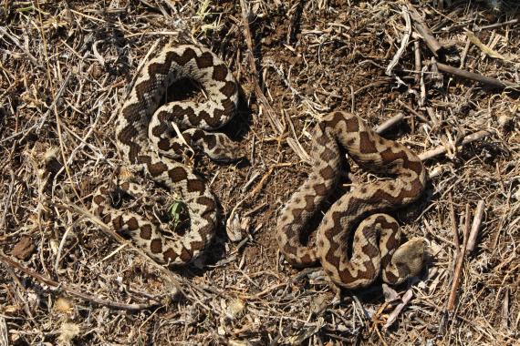 Předtím jsme ohledali okolí kempu a našli několik dní mrtvou užovku podplamatou ( Natrix tessellata ), u níž by to měl být první popsaný nález z tohoto místa.