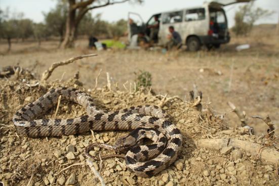 Telescopus fallax Poučeni předchozím ránem jsme vstali mnohem dříve a tentokrát vyšli v ústrety vysněným T. marginata již okolo šesté hodiny ranní. Rozmístěni do rojnice jsme procházeli svahy sem tam.