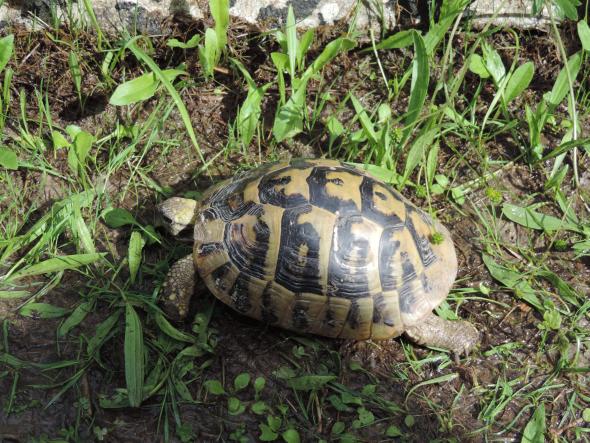 Želva zelenavá ( Testudo hermanni) jihovýchodě Evropy, dokonce i na jižním Slovensku. Má hnědavé zbarvení těla s černým pruhem po stranách a černýma nohama.