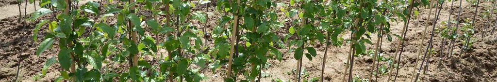 označovaném jako growth through tree.