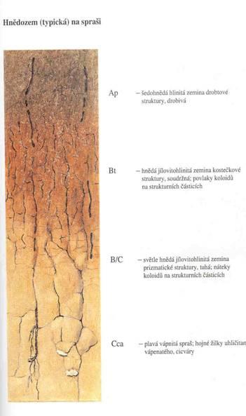 Vztah lesní vegetace a půd Luvisoly Půdy vznikající procesem ilimerizace (lessivace), která se projevuje vertikálním přesunem koloidních jílovitých částic, některých volných seskvioxidů a určitého