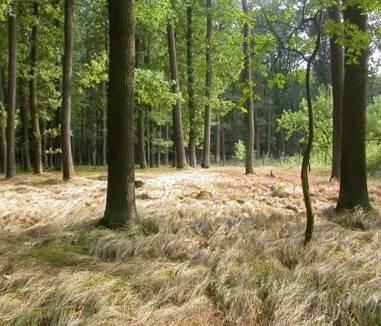 Vztah lesní vegetace a půd Pseudoglej Půda vznikající procesem oglejení v dostatečně humidním klimatu, především pod listnatými lesy, na plochých a konkávních partiích reliéfu, kde je vsakování a