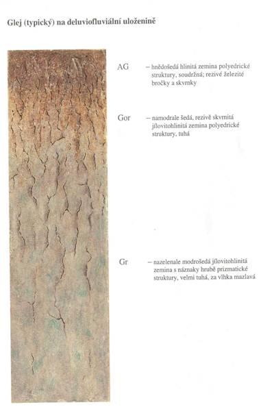 Vztah lesní vegetace a půd Glej Půda vznikající glejovým procesem, podmíněným trvalým zamokřením alespoň spodní části půdního profilu.