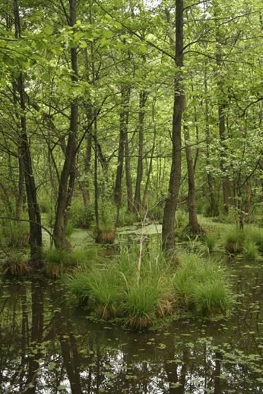 Vztah lesní vegetace a půd Glej Půda vznikající glejovým procesem, podmíněným trvalým zamokřením alespoň spodní části půdního profilu.