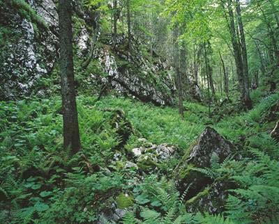Vztah lesní vegetace a půd Rendzina Půda vznikající dalším vývojem litozemě (slabě vyvinutá, velmi mělká půda, kde kompaktní skála vystupuje v hloubce do 10 cm) na karbonátových substrátech.