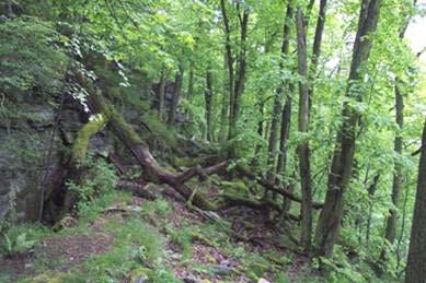 Vztah lesní vegetace a půd Ranker Analogie rendziny na nevápnitých substrátech. Obsah skeletu silikátových hornin nebo zpevněných nevápnitých sedimentů více než 50 %.
