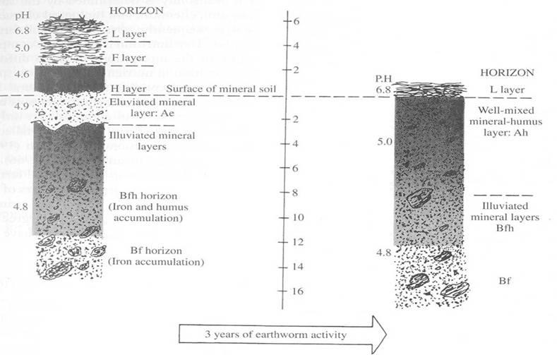 Středoevropský les faktory prostředí Živiny Dekompozitoři - introdukované žížaly změnily během tříletého experimentu humus typu mor v mul.