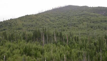 Středoevropský les faktory prostředí Živiny Se stárnutím porostu se zvyšuje podíl dřevní hmoty na opadu (kmeny, pařezy, mohutné větve).