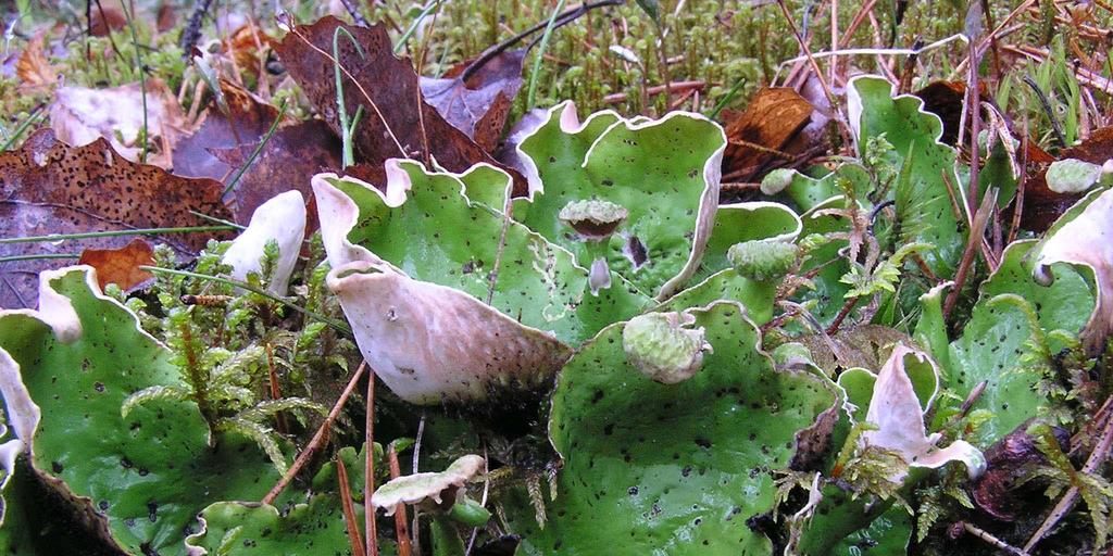 Peltigera