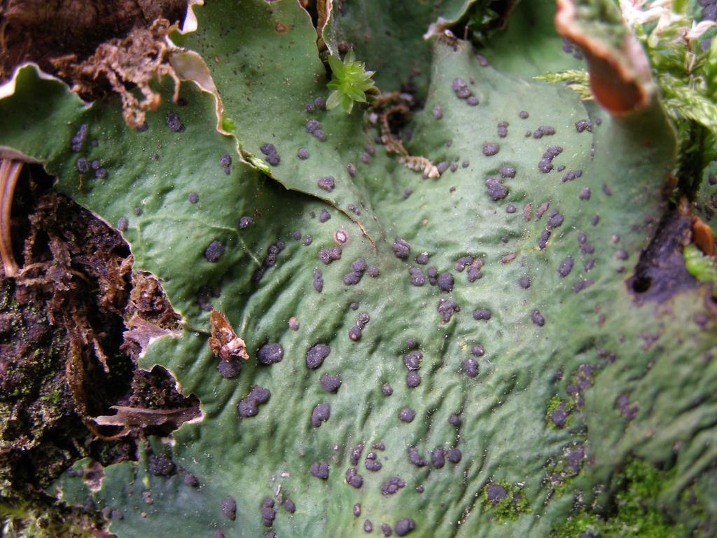 Peltigera