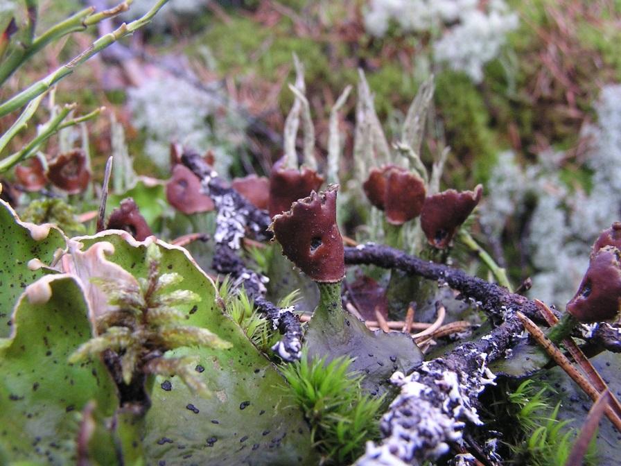 html Coccomyxa (primární fotobiont) Nostoc (cephalodia) Peltigera