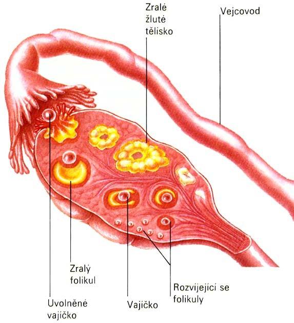 Žluté tělísko vznikne z buněk stěny folikulu a začne produkovat estrogeny a progesteron. Při otěhotnění žluté tělísko přetrvává; neotěhotní-li žena 24. den cyklu, žluté tělísko zaniká.