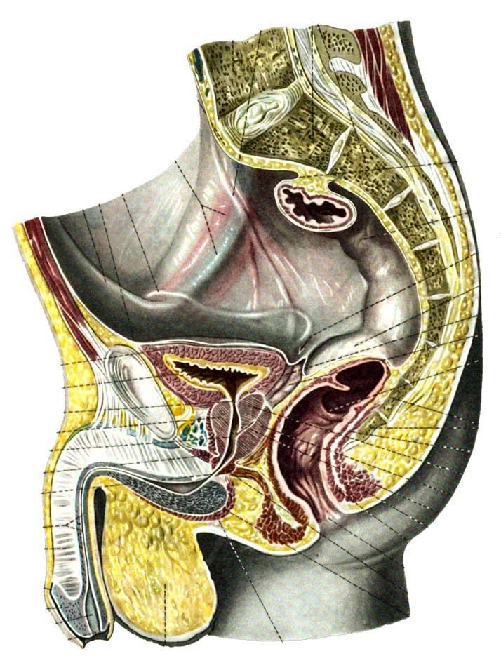 žláza předstojná (prostata) nadvarle