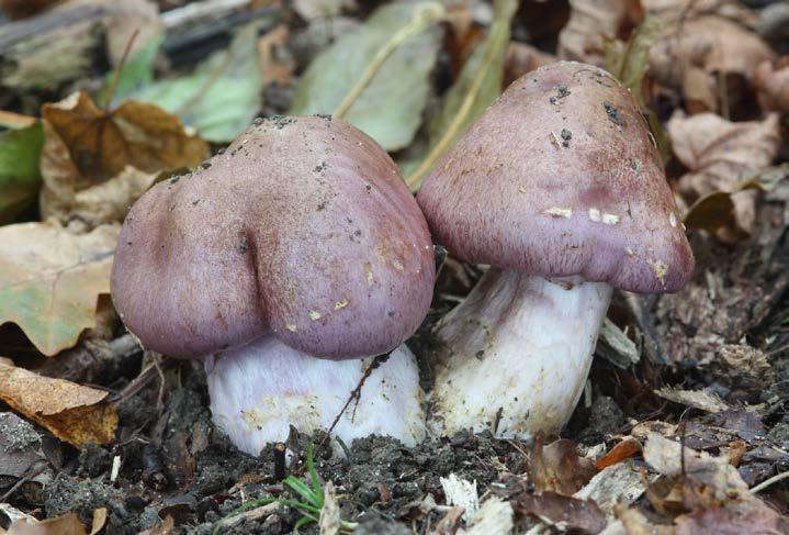 Hřib Fechtnerův Boletus fechnerii. 1. 7. 2016 foto L.