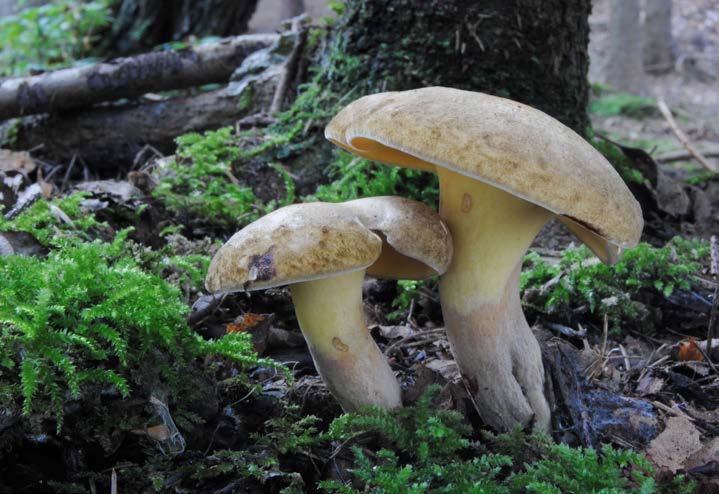 Pavučinec šedomodravý Cortinarius dionysae. 21. 9.