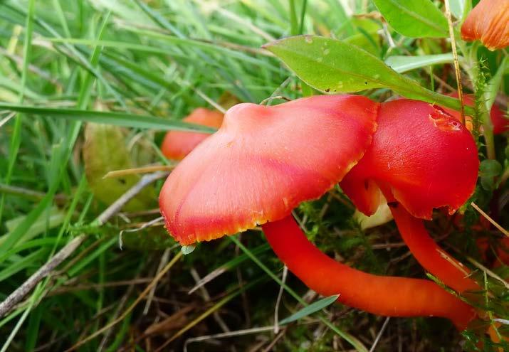 Voskovka skvostná Hygrocybe aurantiosplendens. 18. 10.