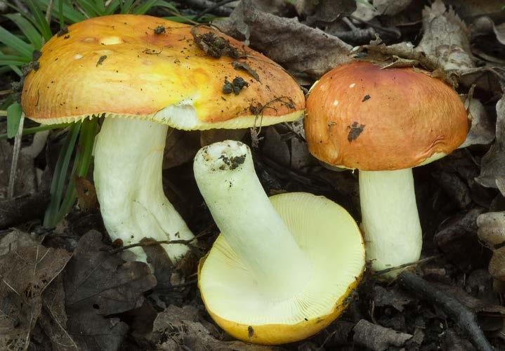 Holubinka černobílá Russula albonigra. 22. 7.